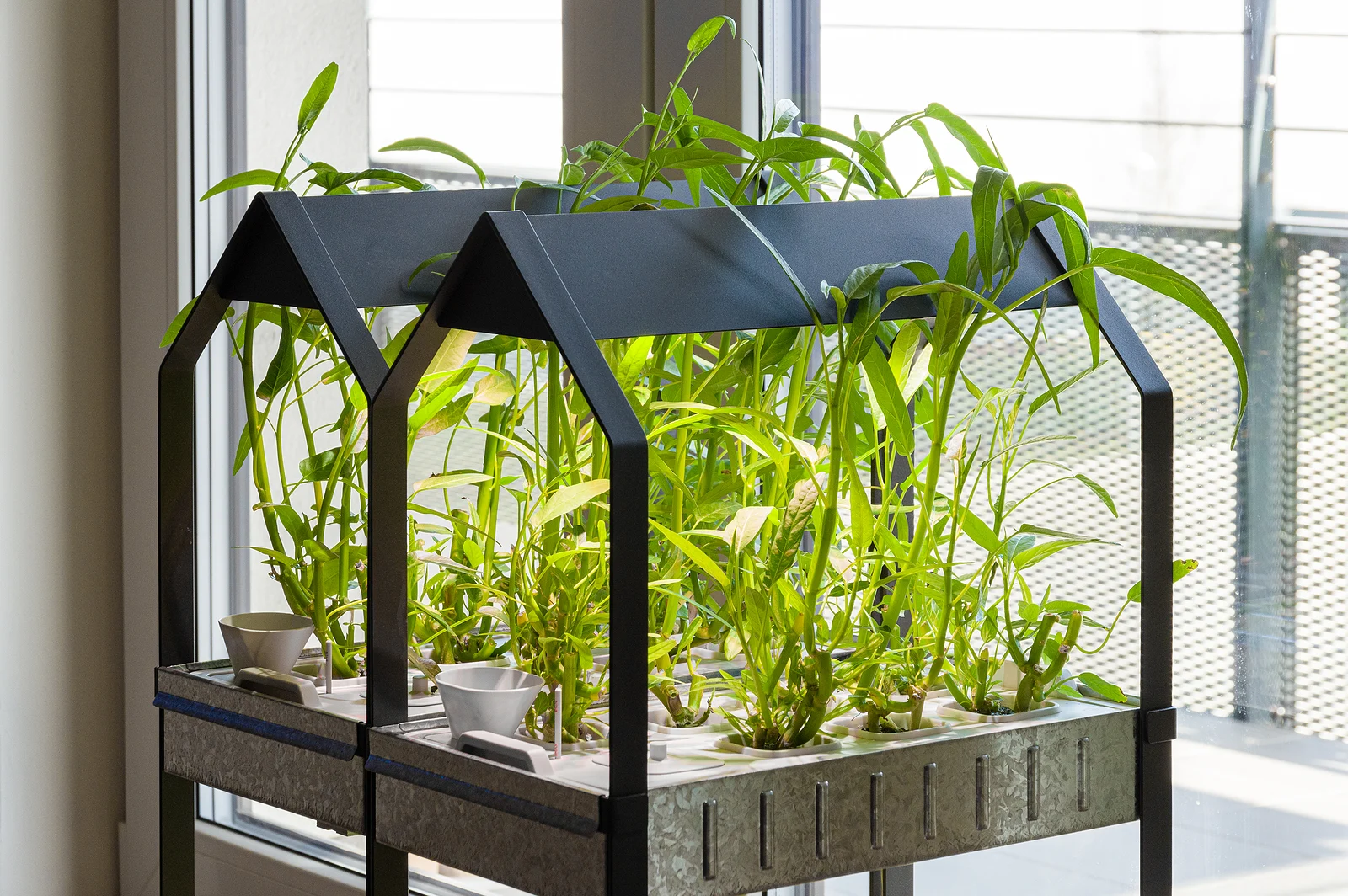 An indoor home garden